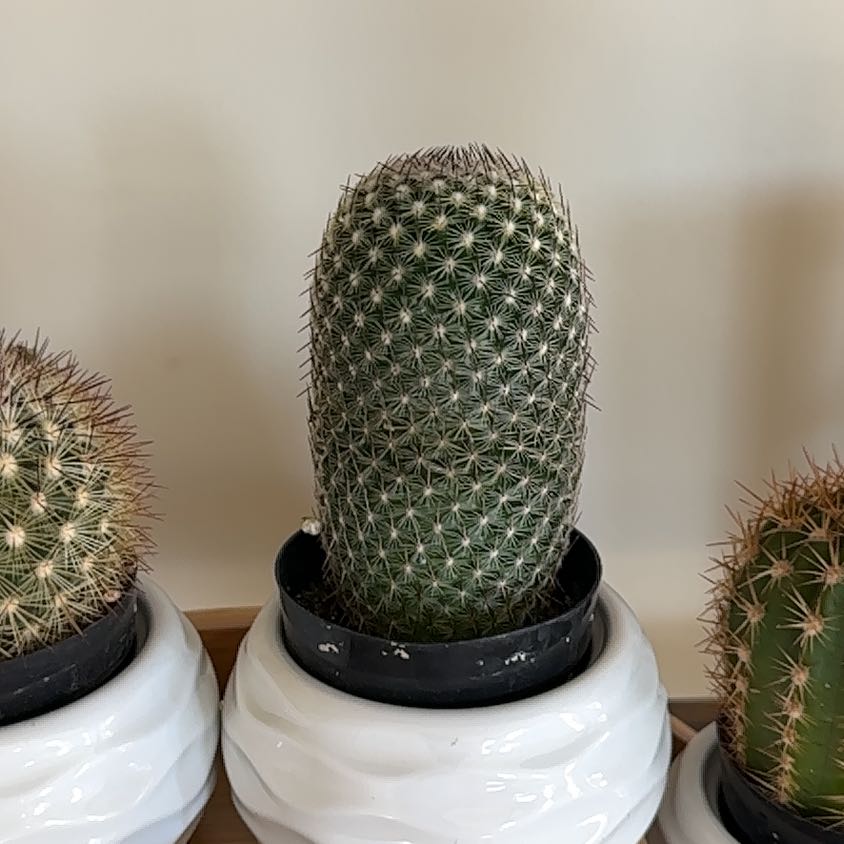 Coryphantha erecta cactus in a pot, healthy and well-framed.