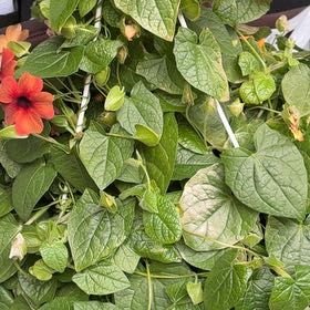 Photo of the plant species Blackeyed Susan Vine by @DotingIroncross named McKinley on Greg, the plant care app