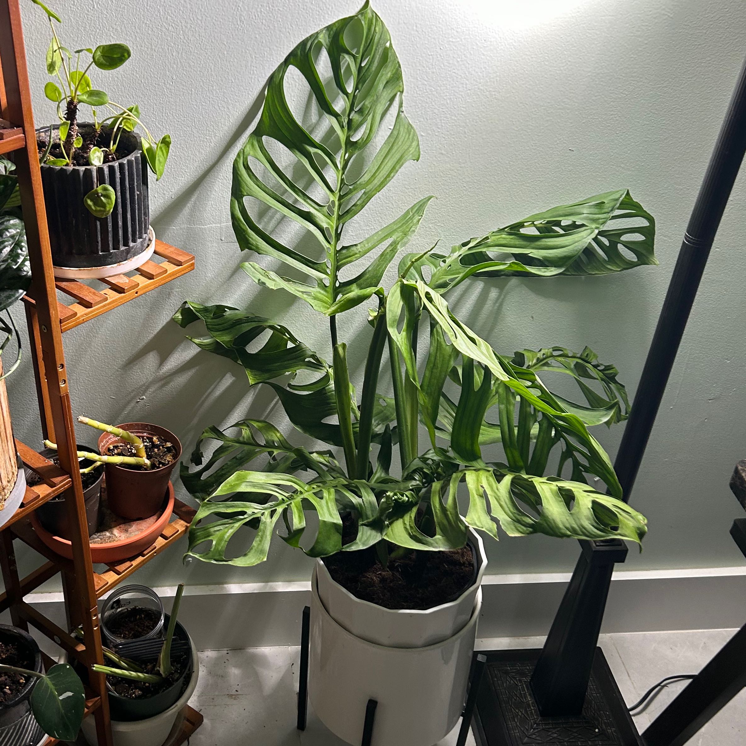 Morgan Treeman | A plant by @SaluteTricolor on Greg