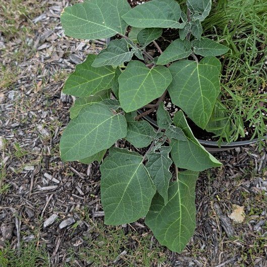 Photo of the plant species Sacred Datura by @ladyhellsing named Nemo on Greg, the plant care app