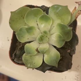 Photo of the plant species Echeveria Whitening by @YoungNectarine named dylan on Greg, the plant care app