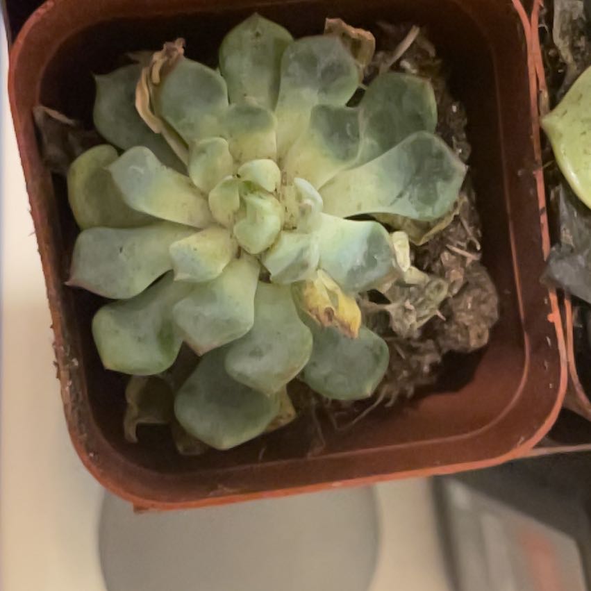 Photo of the plant species White Queen Echeveria by @YoungNectarine named aster on Greg, the plant care app