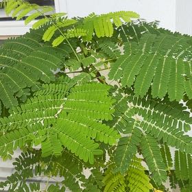 Photo of the plant species Flamboyant Tree by @ClassyCorndaisy named Terra on Greg, the plant care app