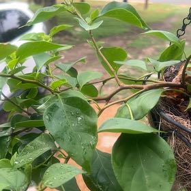 Photo of the plant species Bougainvillea by @ClassyCorndaisy named Gomez on Greg, the plant care app