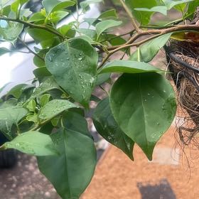 Photo of the plant species Glossy Privet by @ClassyCorndaisy named Darwin on Greg, the plant care app