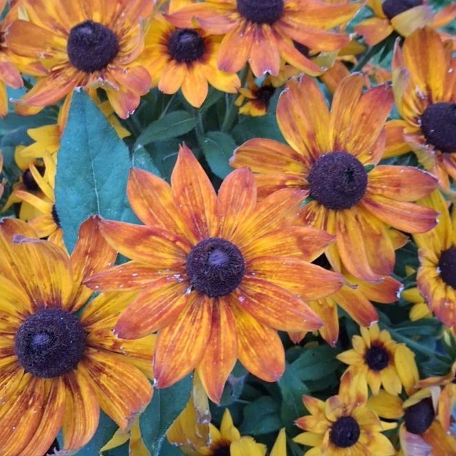 Photo of the plant species Blackeyed Susan by @SirBlackwillow named Coco on Greg, the plant care app