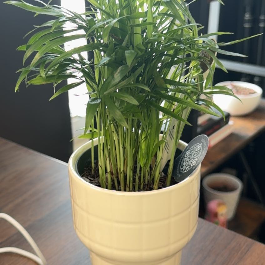 Photo of the plant species Chamaedorea by @NickThePlantGuy named Terra on Greg, the plant care app