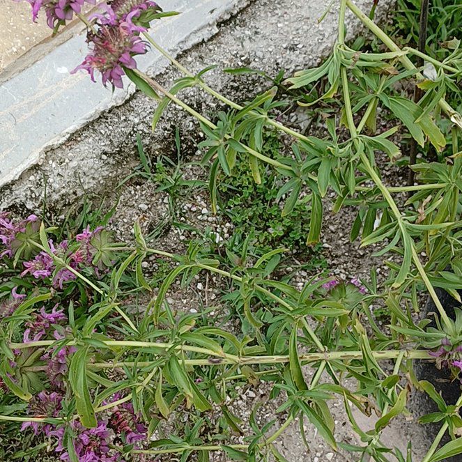 Photo of the plant species Lemon Bergamot by @IdolCanna named Gregarious on Greg, the plant care app