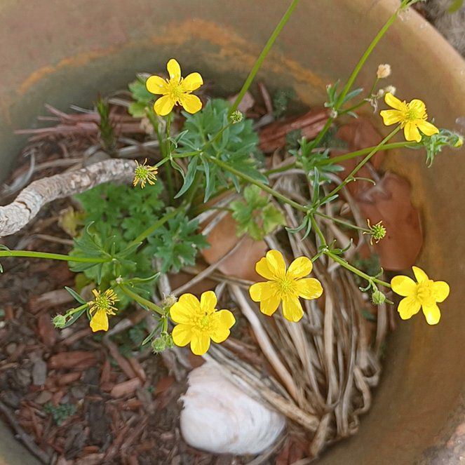Photo of the plant species Flame Buttercup by @IdolCanna named Fernie Saunders on Greg, the plant care app