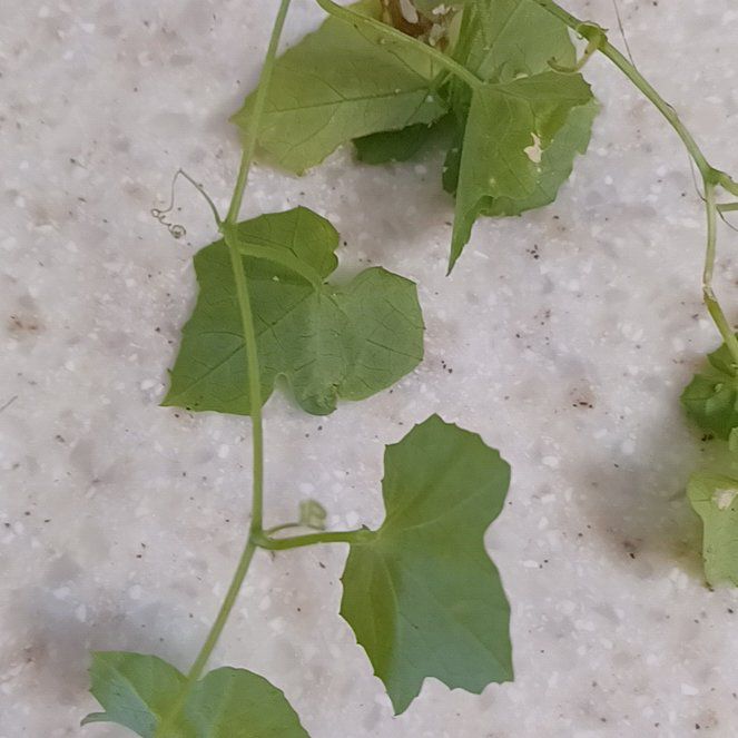 Photo of the plant species Creeping Cucumber by @IdolCanna named Drake on Greg, the plant care app