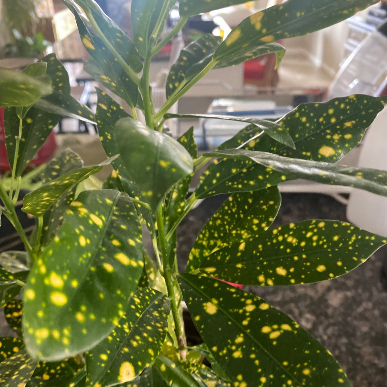 How and When Should I Cut Back My Croton Tamara?
