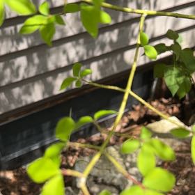Photo of the plant species Akebia Quinata by @YeahPlushplant named Gregarious on Greg, the plant care app