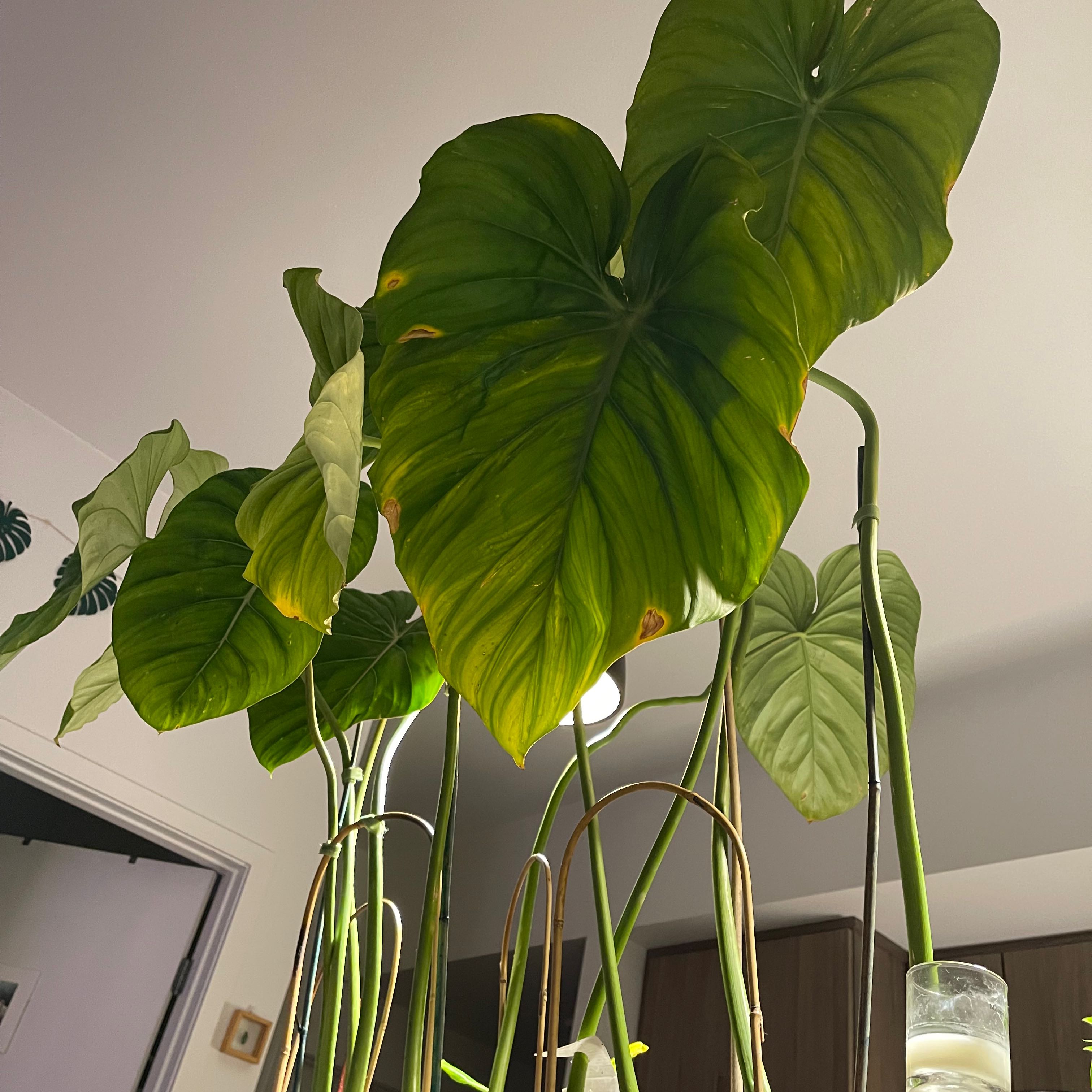 Philodendron Pastazanum with large, heart-shaped leaves showing some yellowing and browning.