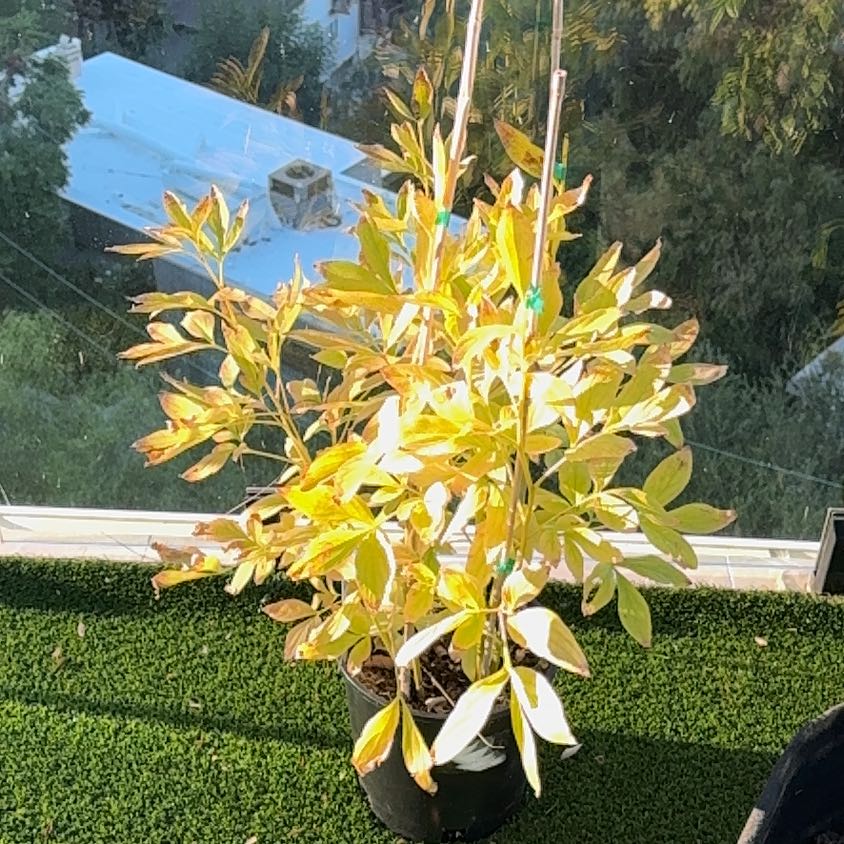 Photo of the plant species Sarah Bernhardt Peony by @SirEvergreen named Rihanna on Greg, the plant care app