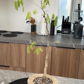 Photo of the plant species Prickly Acacia by @SirEvergreen named Sol on Greg, the plant care app