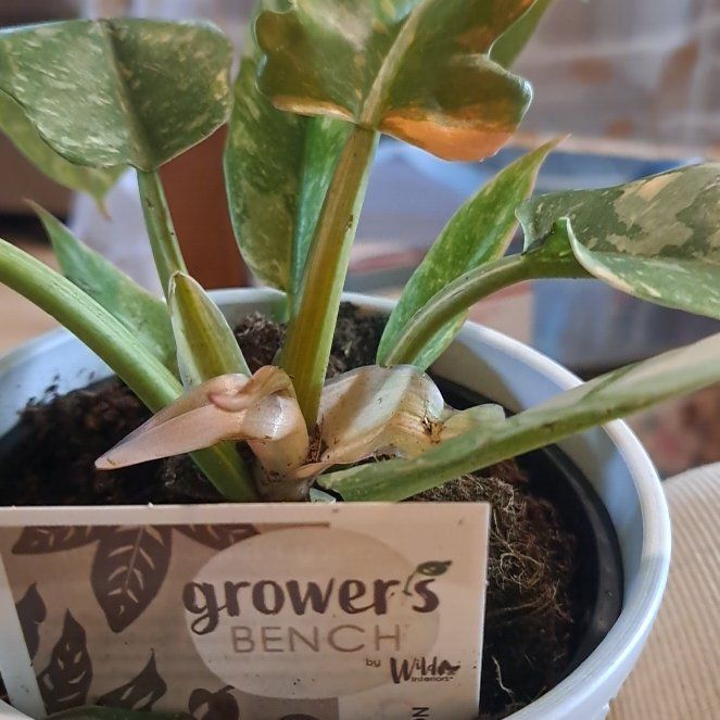 Plant care for Philodendron on Greg, the plant care app
