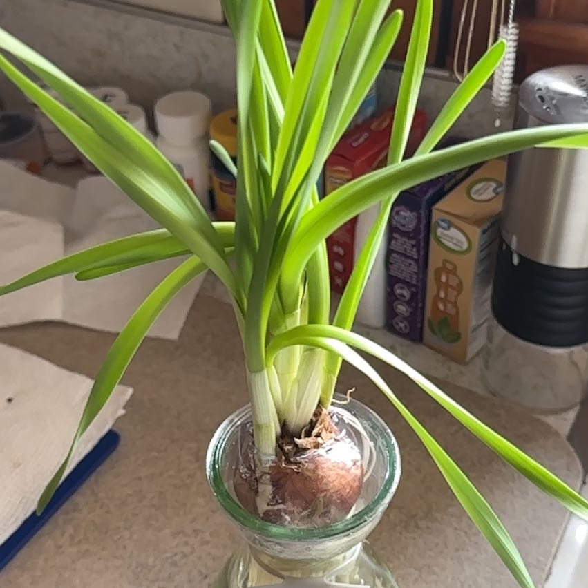 Paper White Narcissus plant growing in a glass container with water, healthy green leaves.