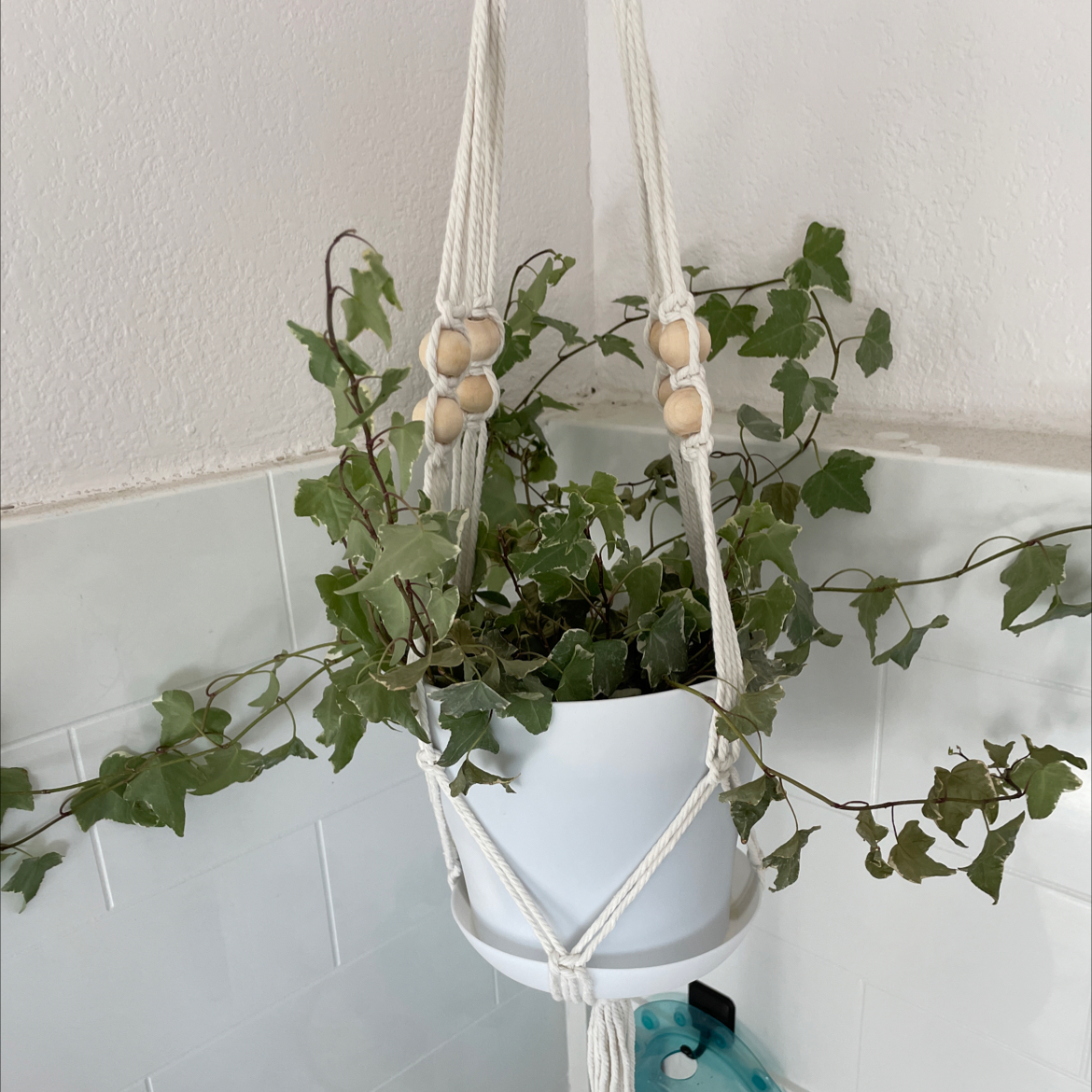 English Ivy 'Goldchild' in a white hanging pot with green leaves, no visible signs of disease.