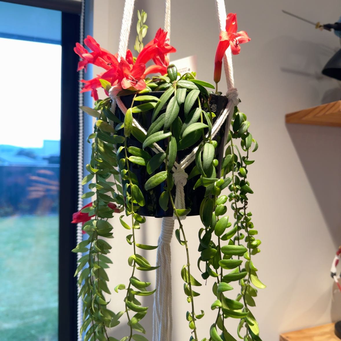 Photo of the plant species gold fish plant by @SoignePigfern named Zion on Greg, the plant care app