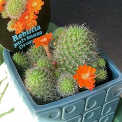 Orange Crown Cactus plant