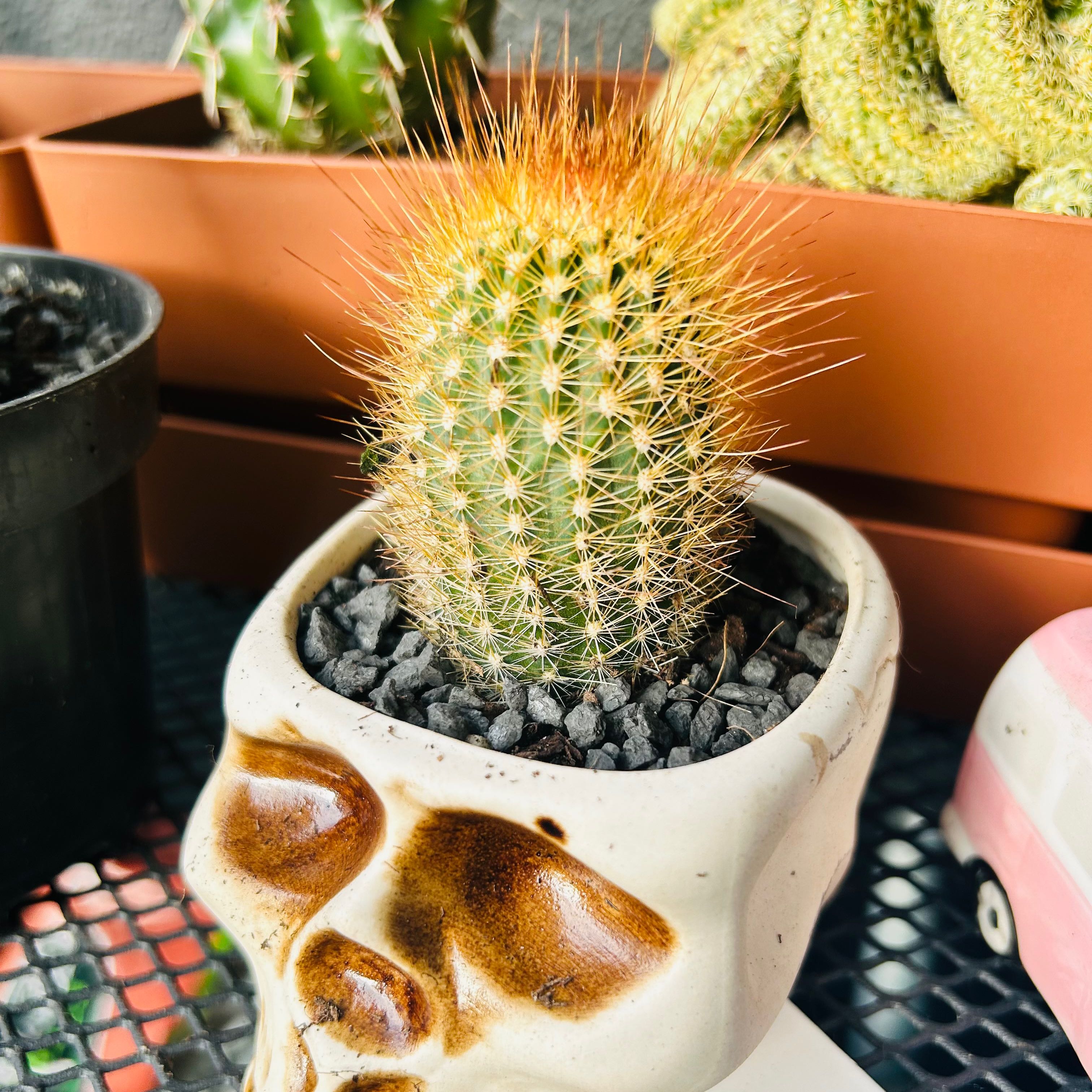 Photo of the plant species Micranthocereus estevesii by @MajorLeekorchid named Methuselah on Greg, the plant care app