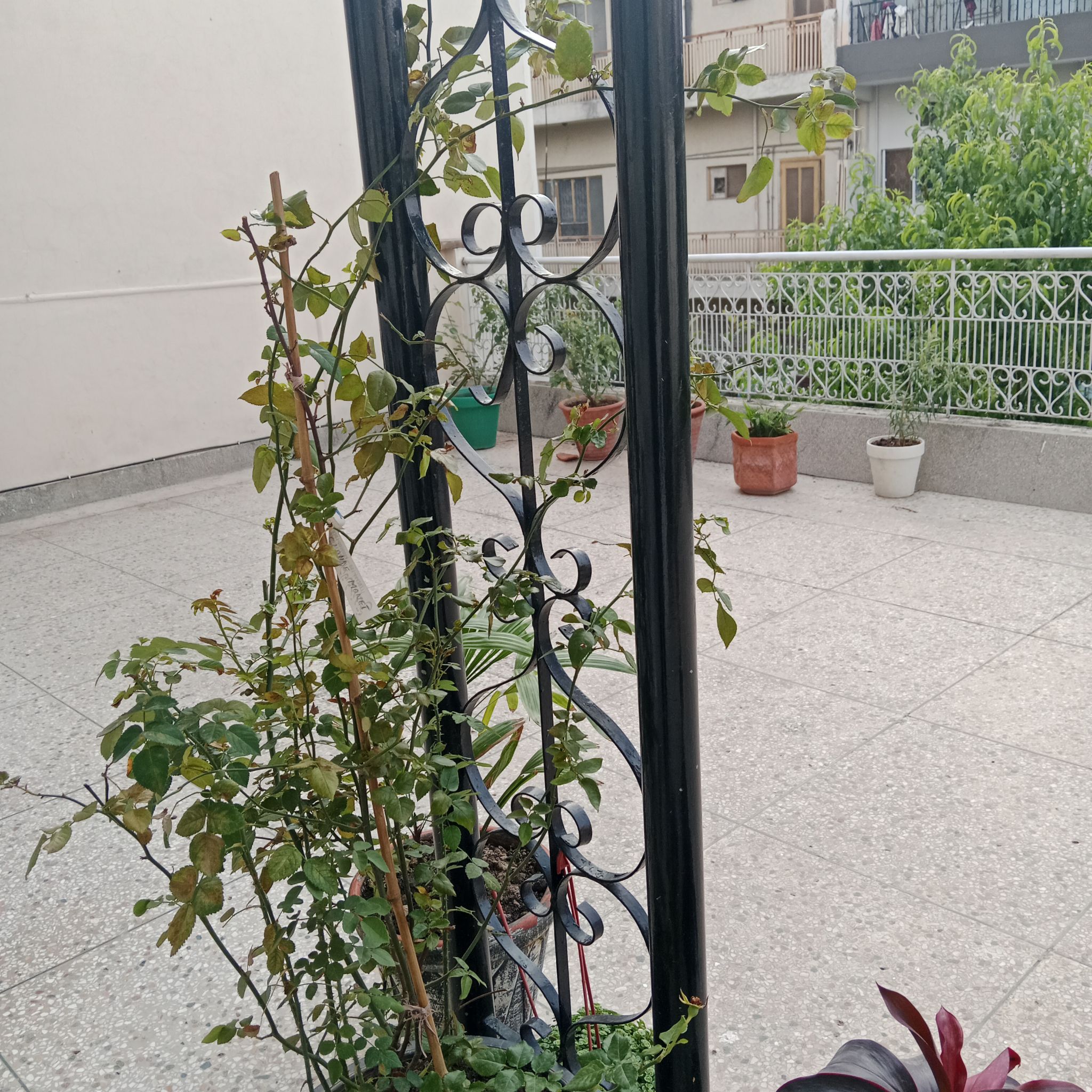 Photo of the plant species Claude Monet Rose by @AlluringCowpea named Claude monet on Greg, the plant care app