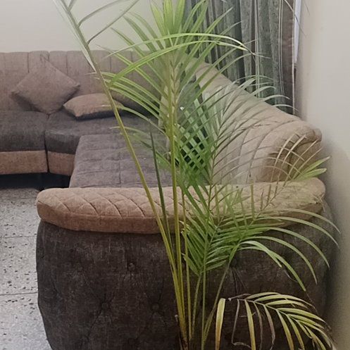 Golden palm