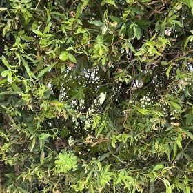 Photo of the plant species California Bay Laurel by @FabSowthistle named Peter Parker on Greg, the plant care app