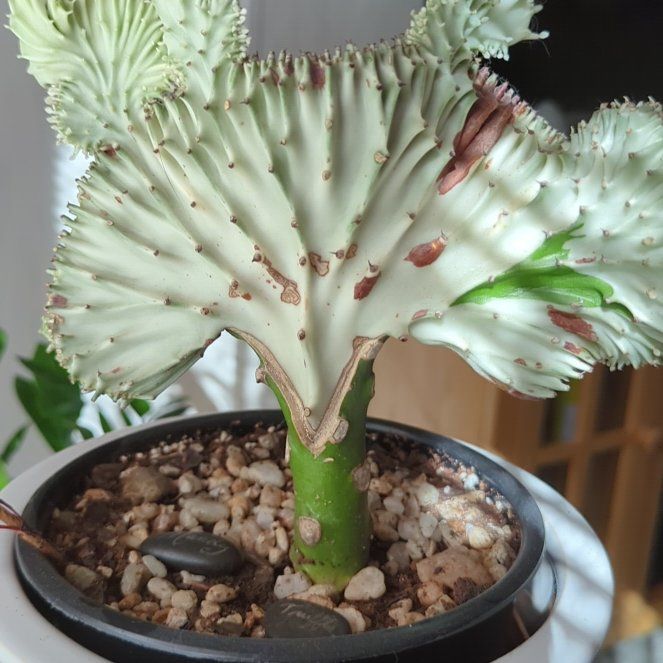 Photo of the plant species Indian Spurge Tree by @OodlesGerbera named Sproutacus on Greg, the plant care app