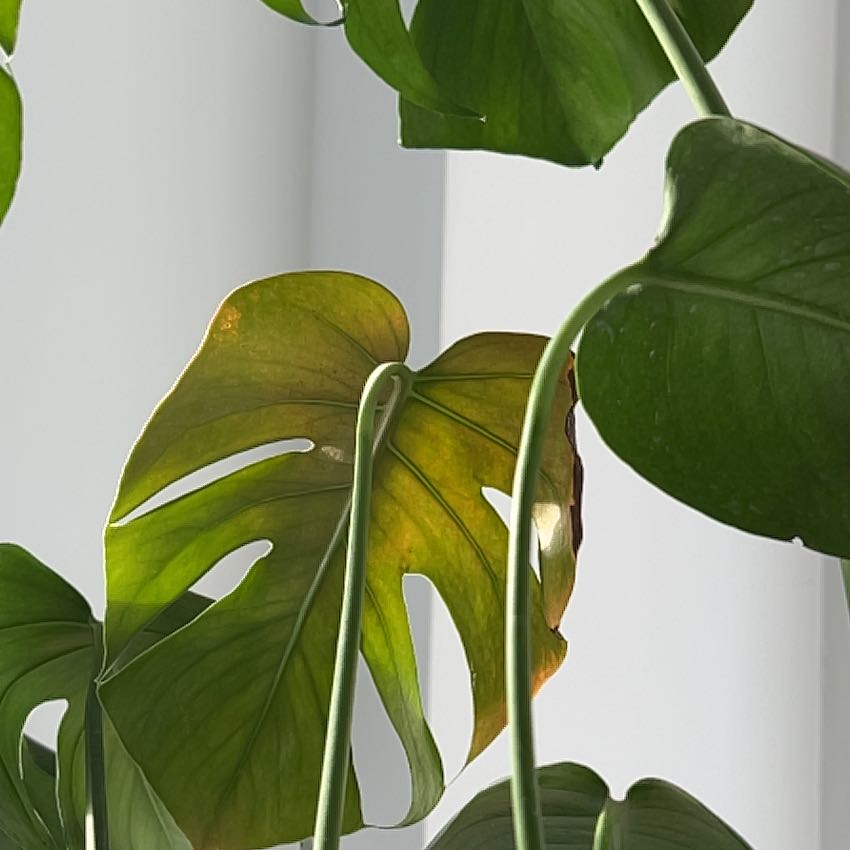 Monstera uploaded to the Greg plant app by @RelaxedGreen