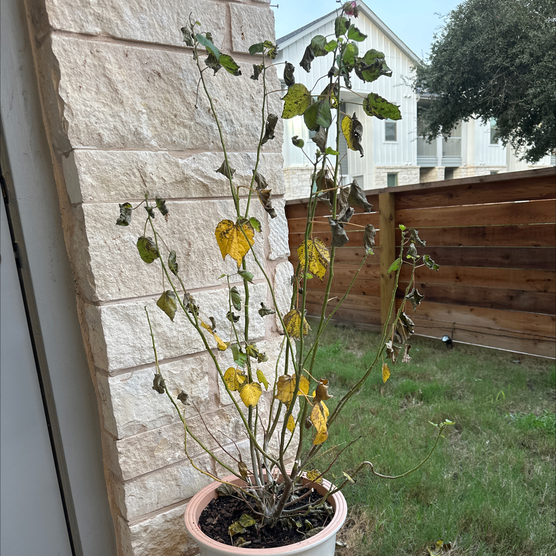 Photo of the plant species Hibiscus paramutabilis by @PoshArnoseris named Bella on Greg, the plant care app