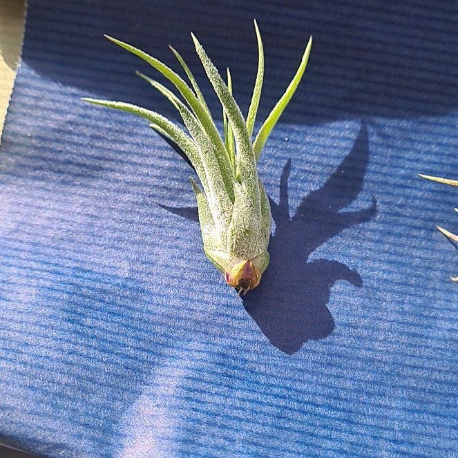 💧 Why Are My Tillandsia paucifolia Leaves Droopy?