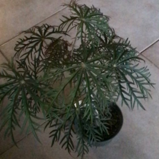 Photo of the plant species Jatropha multifida by @JazzyRhipsalis named Coral on Greg, the plant care app