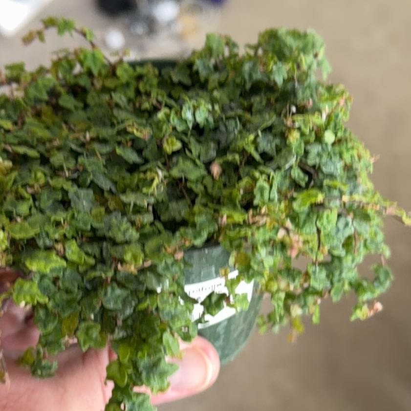 Photo of the plant species String of Frogs by @LastingWasabi named Muhammad Ali on Greg, the plant care app