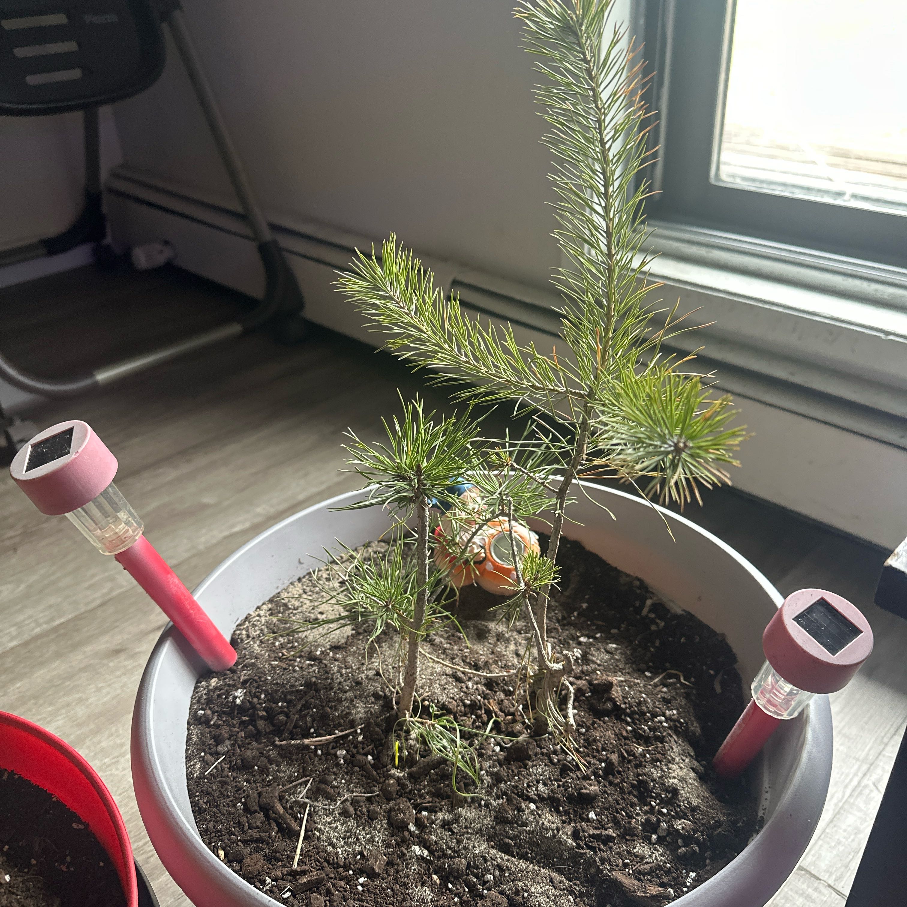 Photo of the plant species Ponderosa Pine by @ChampSucculent named Nemo on Greg, the plant care app