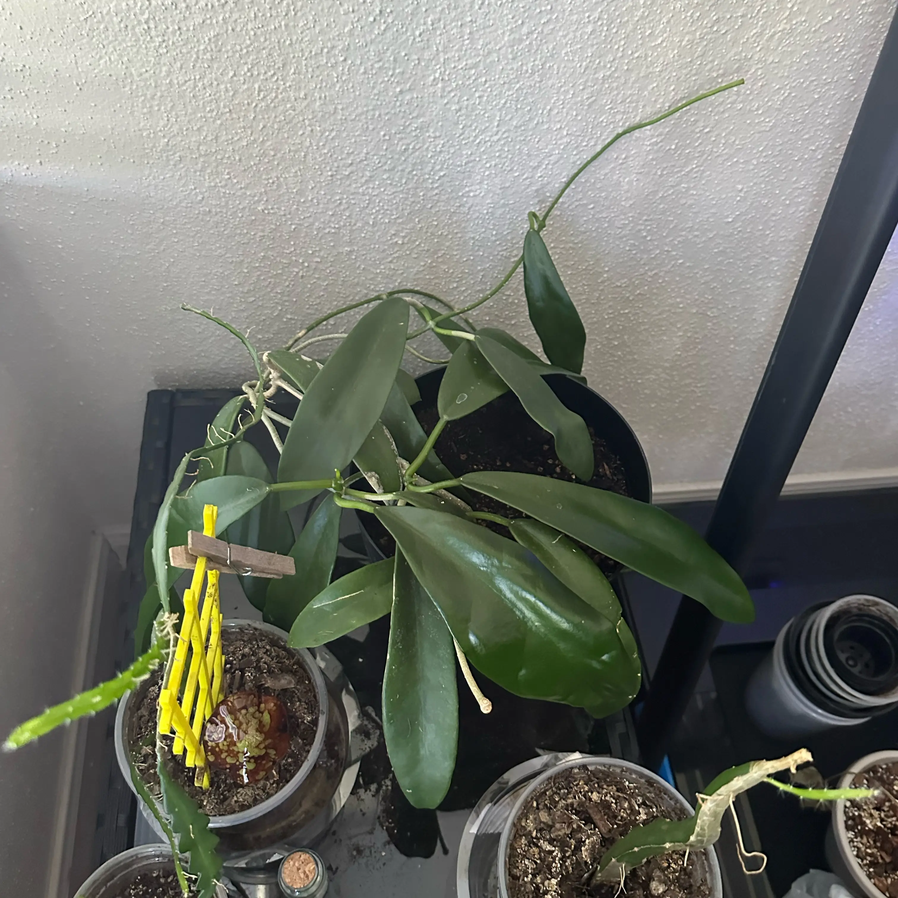 Photo of the plant species Hoya Little Fraterna by @FraternalTutu named LiloStitch on Greg, the plant care app