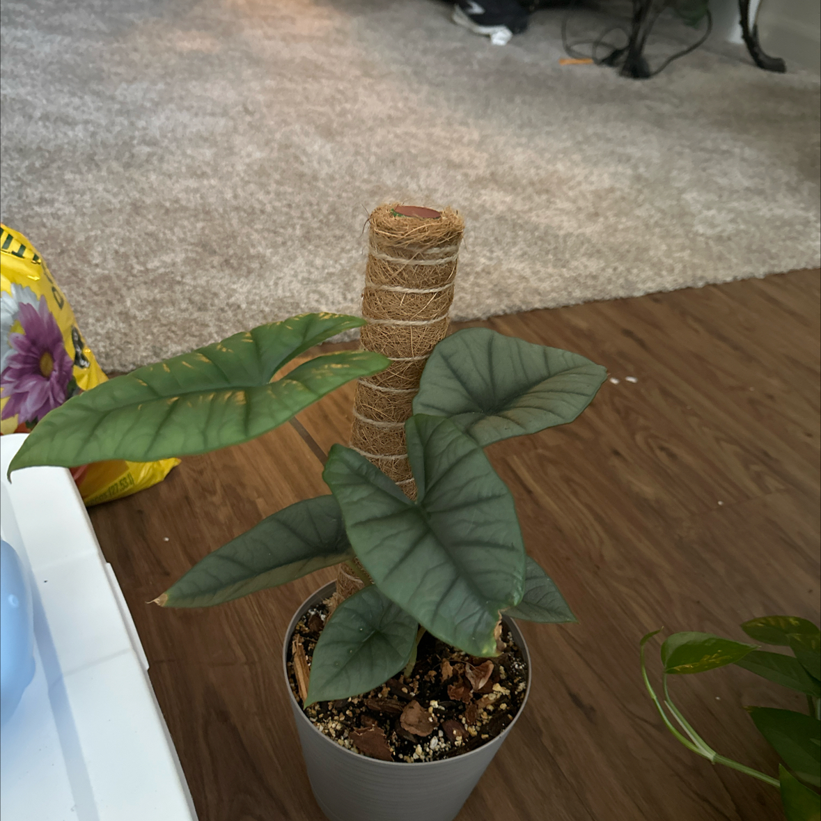 Photo of the plant species Alocasia Platinum by @FraternalTutu named Girlfrond on Greg, the plant care app