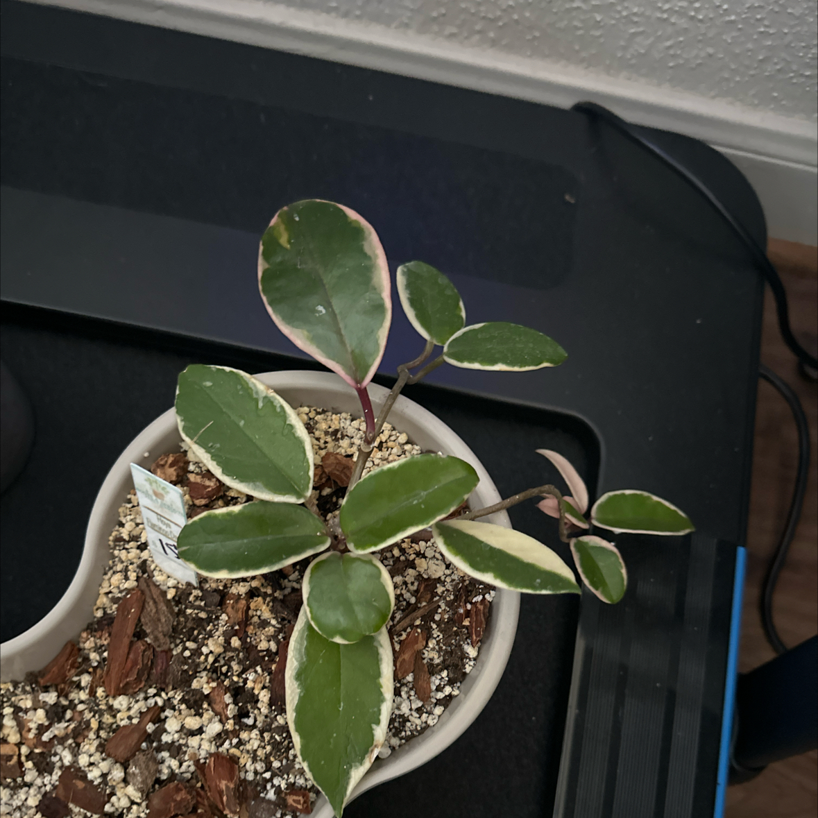 Photo of the plant species Hoya ‘Flamingo Dreams’ by @FraternalTutu named Orwell on Greg, the plant care app
