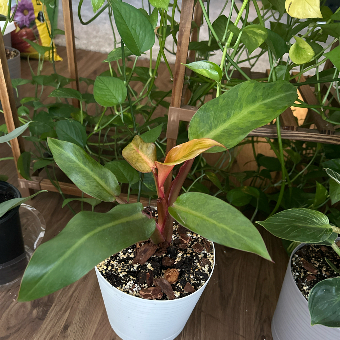 Photo of the plant species Philodendron orange Marmalade by @FraternalTutu named Aristotle on Greg, the plant care app