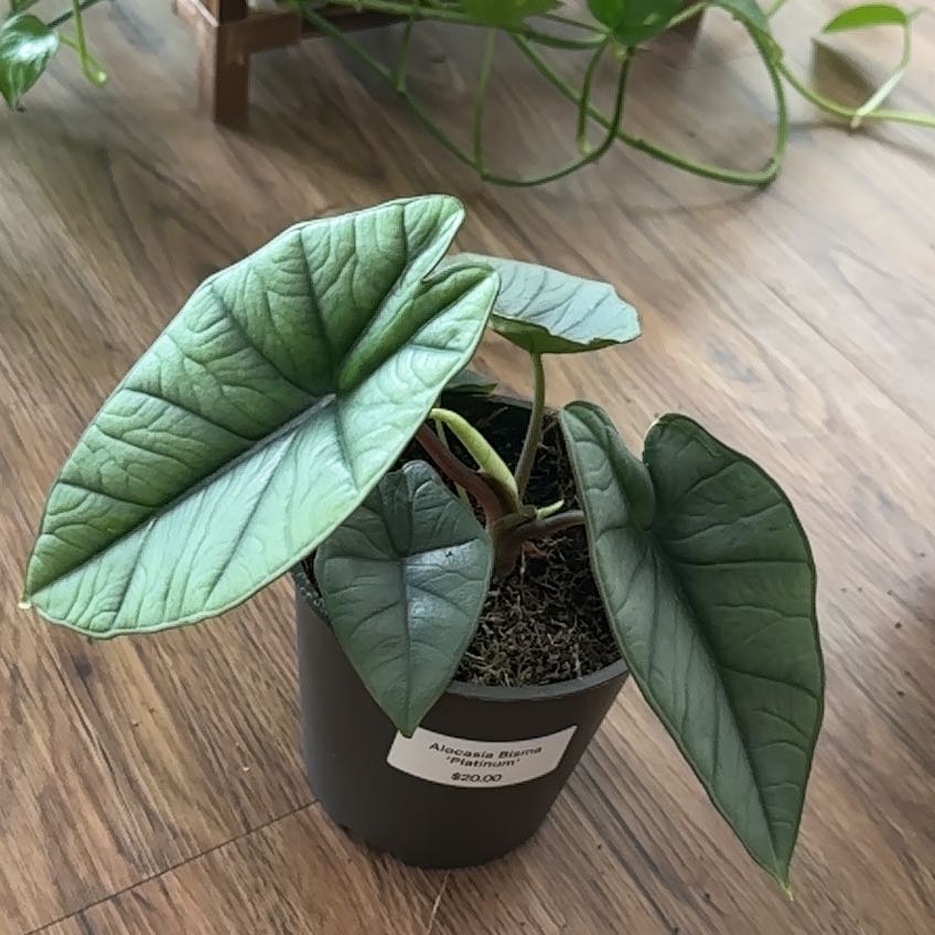 Photo of the plant species Alocasia Platinum by @FraternalTutu named Girlfrond on Greg, the plant care app