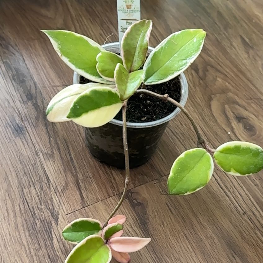 Photo of the plant species Hoya ‘Flamingo Dreams’ by @FraternalTutu named Orwell on Greg, the plant care app