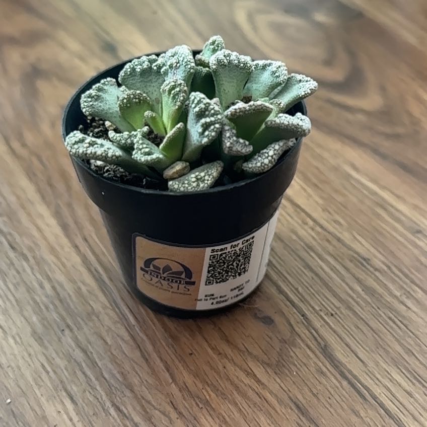 Photo of the plant species Titanopsis calcareum by @FraternalTutu named Sproutacus on Greg, the plant care app