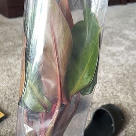Photo of the plant species Philodendron orange Marmalade by @FraternalTutu named Aristotle on Greg, the plant care app