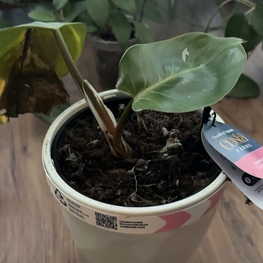 Photo of the plant species Philodendron 'White Wizard' by @FraternalTutu named Fernie Mercury on Greg, the plant care app