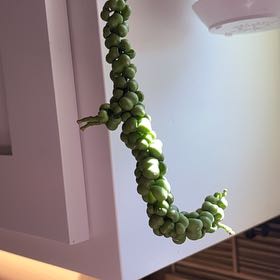 Photo of the plant species Dragon Jade Dischidia by @DrunkOnABeach named LiloStitch on Greg, the plant care app