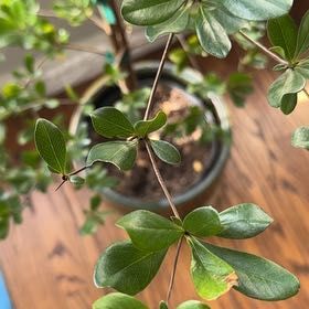 Photo of the plant species shady lady black olive tree by @LimberSucculent named Lola on Greg, the plant care app