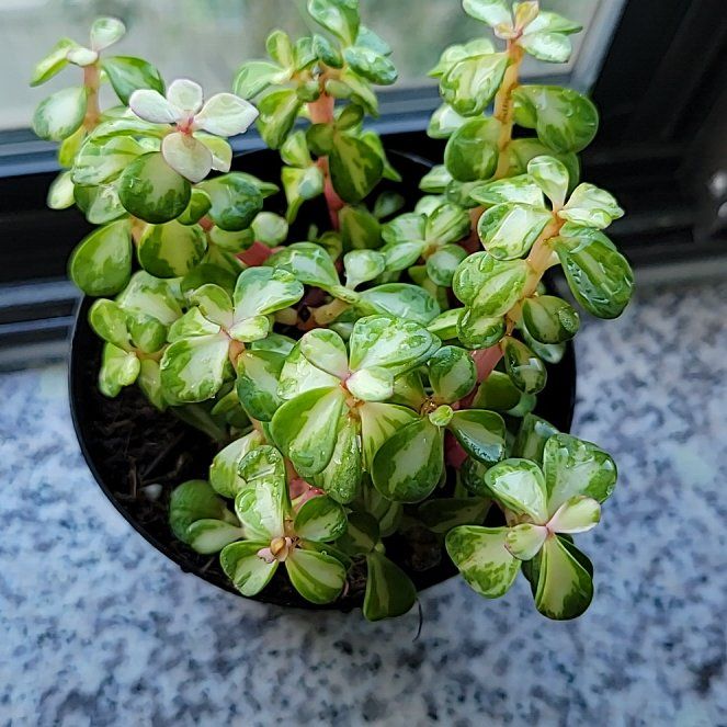 Elephant Bush uploaded to the Greg plant app by @TrueApplemint