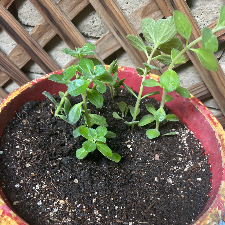 Potted Plectranthus Neochilus plant with green leaves and visible soil.