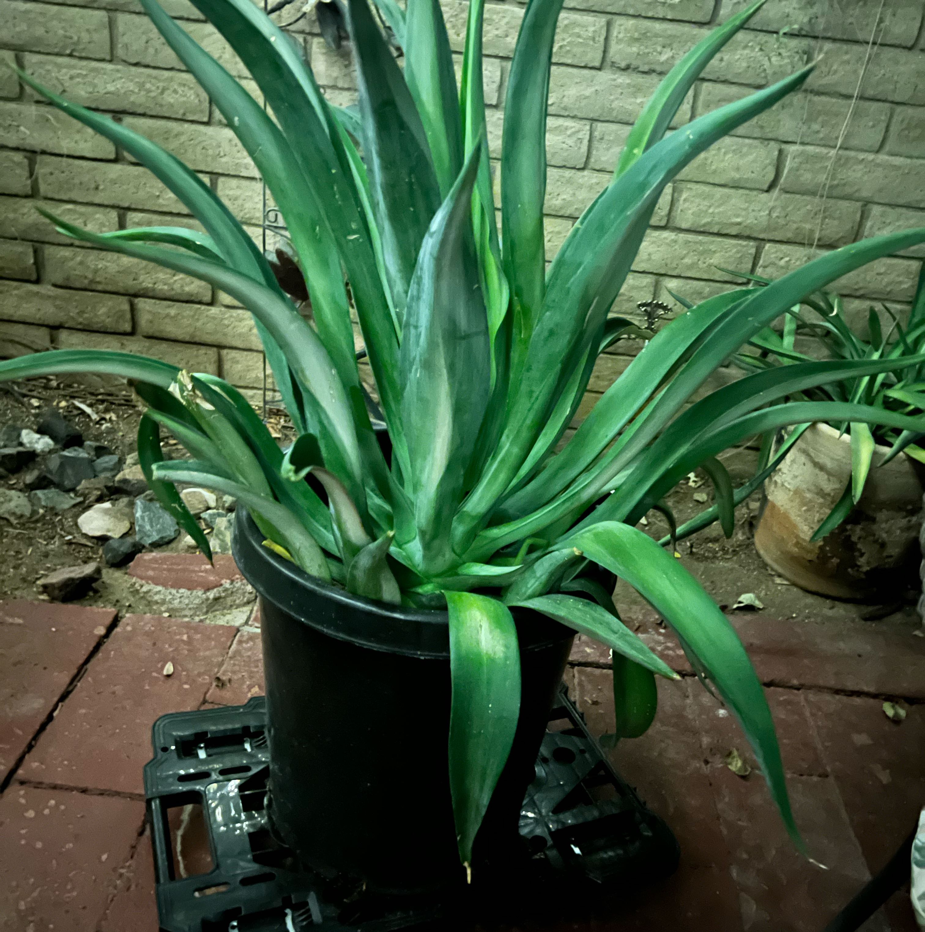 Photo of the plant species Agave desmettiana 'Variegata' by @LushBushpoppy named Wheelie on Greg, the plant care app