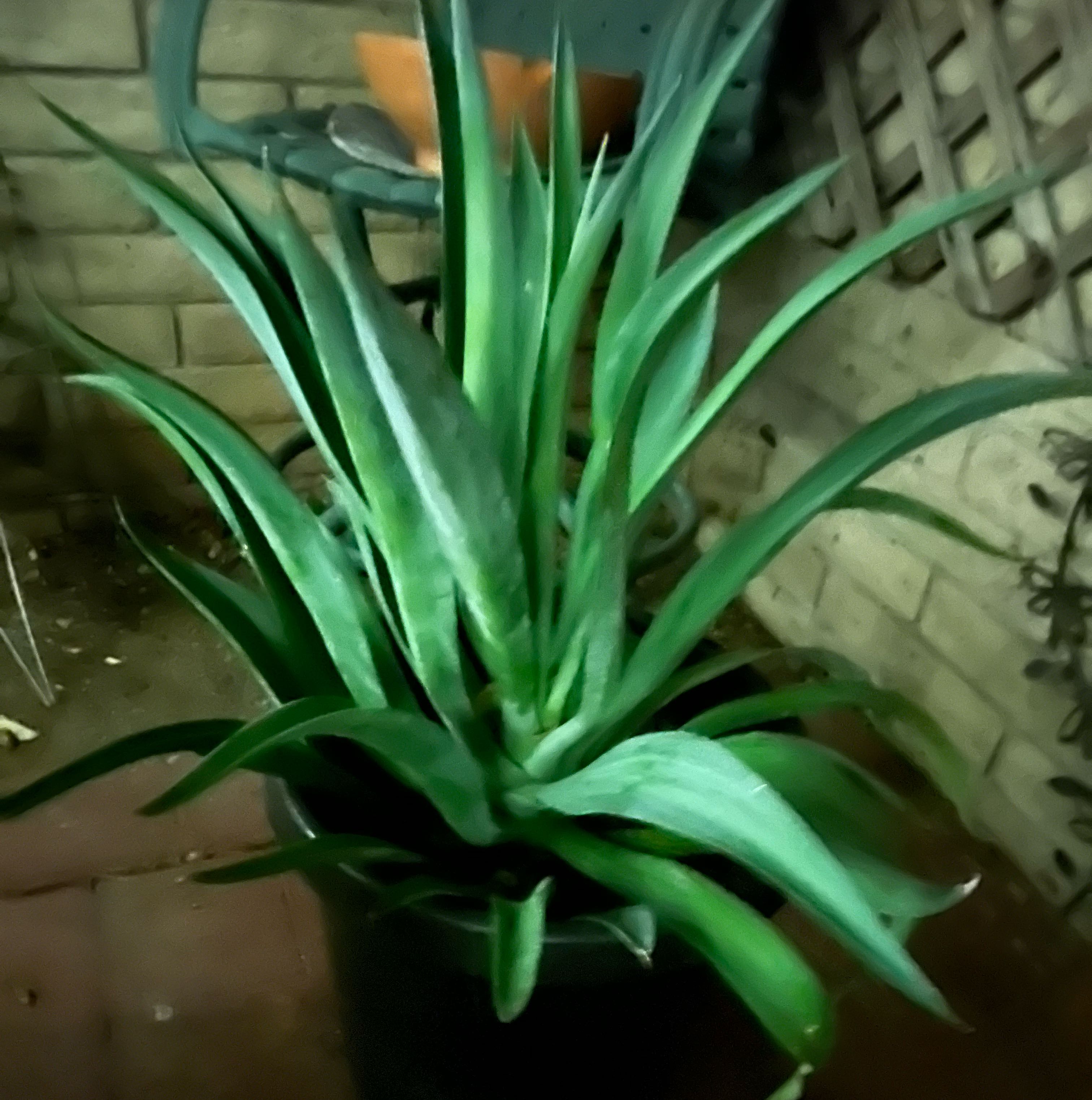 Photo of the plant species Agave desmettiana 'Variegata' by @LushBushpoppy named Rick on Greg, the plant care app